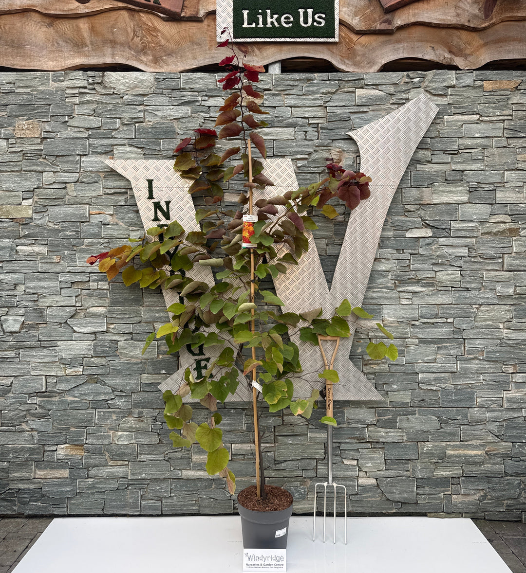 Cercis can. 'Eternal Flame' 175-200 CM C10