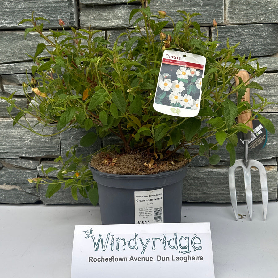 Cistus Corbariensis - Shrubs - Windyridge Garden Centre