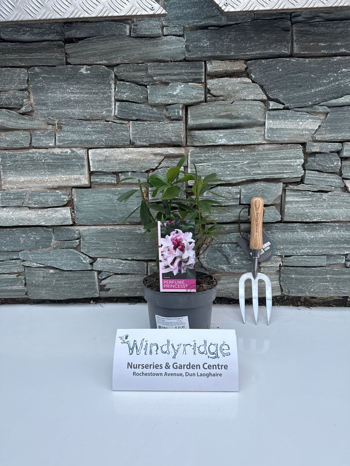 Daphne odora Perfume Princess