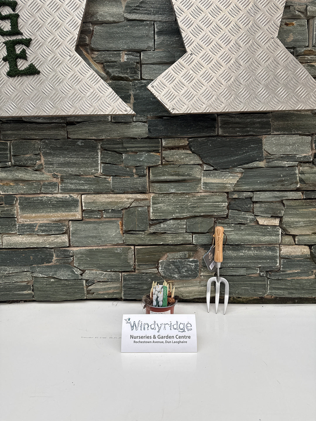 Crocus vernus Jeanne d Arc