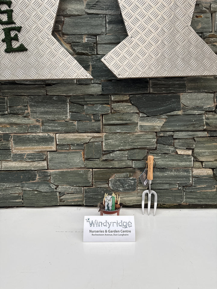 Crocus vernus Jeanne d Arc