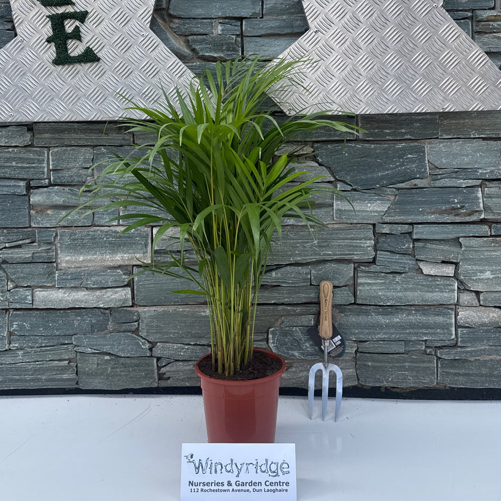 Dypsis lutescens ...Chrysalidoca Areca - Indoor plants - Windyridge Garden Centre