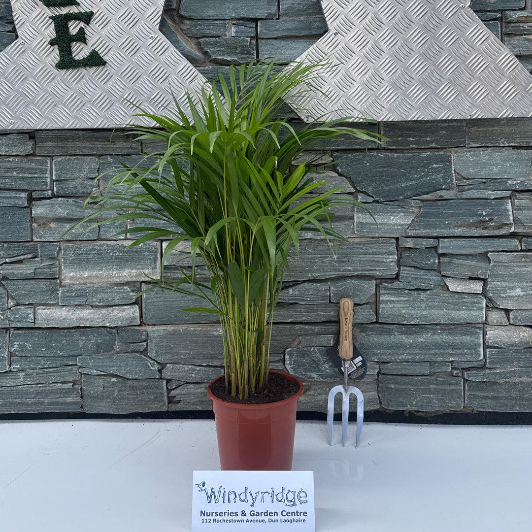 Dypsis lutescens ...Chrysalidoca Areca - Indoor plants - Windyridge Garden Centre