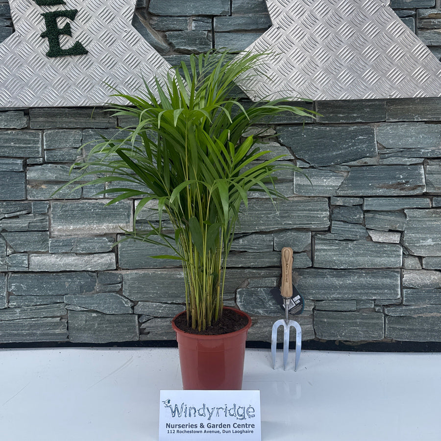 Dypsis lutescens ...Chrysalidoca Areca - Indoor plants - Windyridge Garden Centre