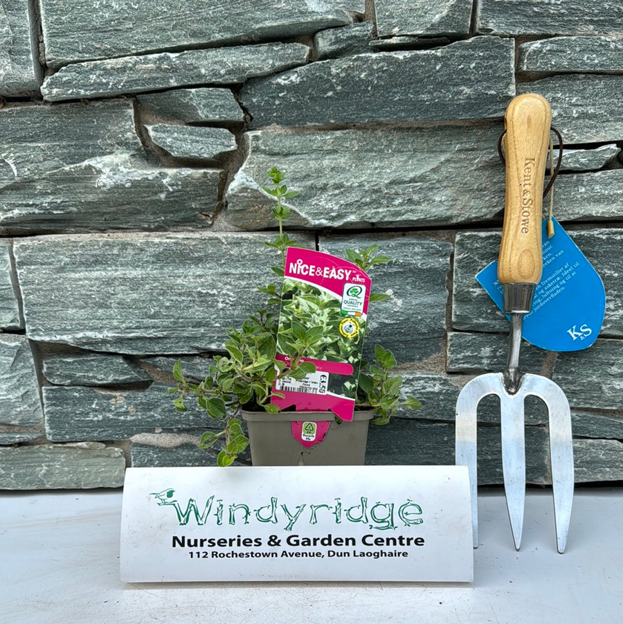 Oregano 'Hot N Spicy' - Grow Your Own - Windyridge Garden Centre