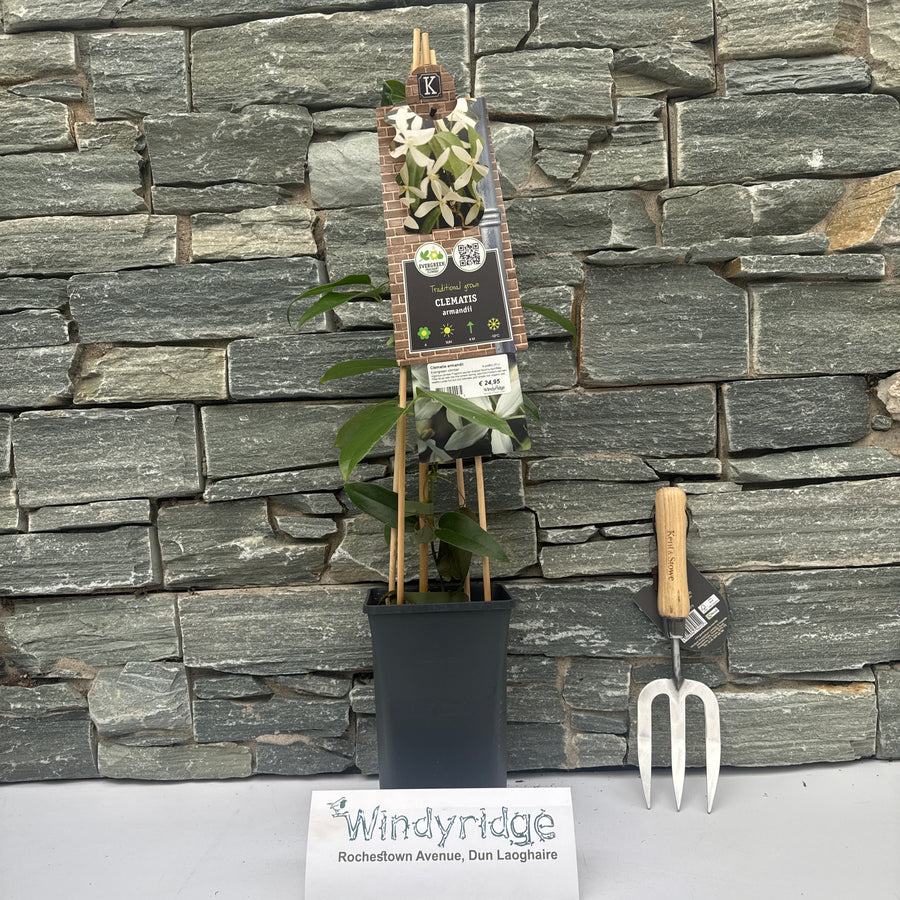 Clematis Armandii  S-Pot(2,25 L) - Climbers - Windyridge Garden Centre