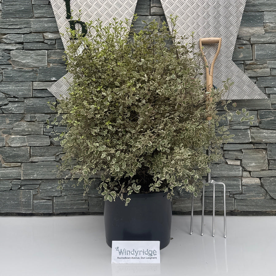 Pittosporum Tenui. Victoria  1,10 Xl     25L - Shrubs - Windyridge Garden Centre