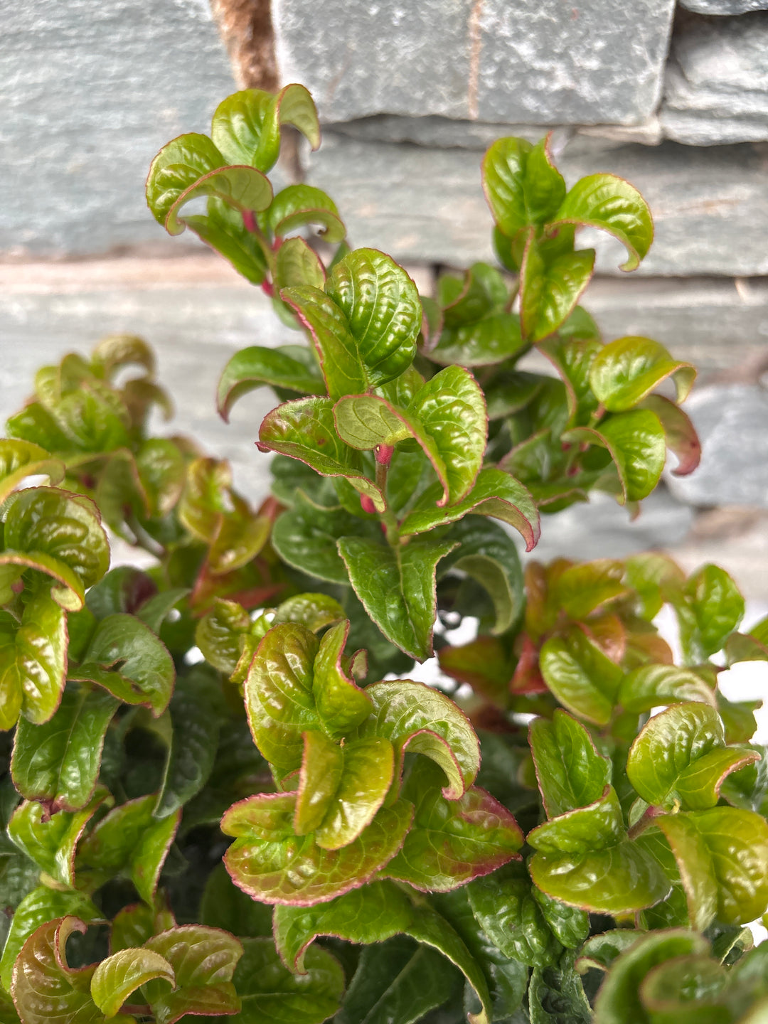Leucothoe axil. 'Curly Red'®