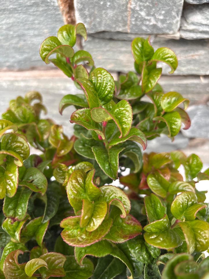 Leucothoe axil. 'Curly Red'®
