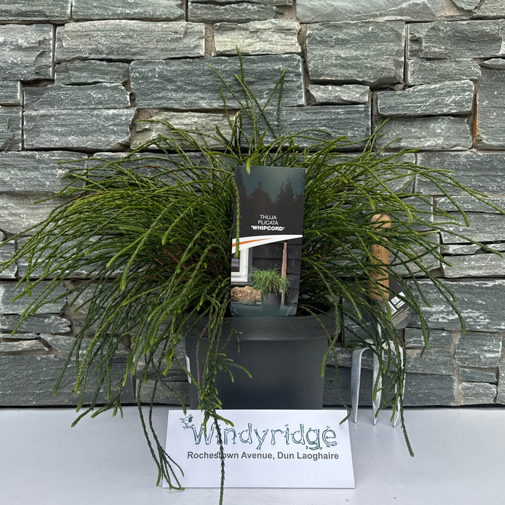 Thuja plic. Whipcord  30-40 CM C5