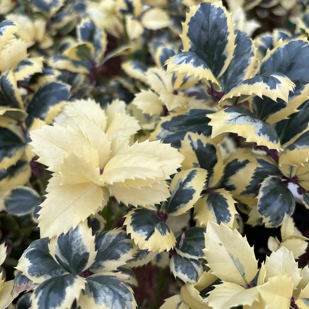 Ilex Meserveae Casanova  5 Ltr Pot - Shrubs - Windyridge Garden Centre
