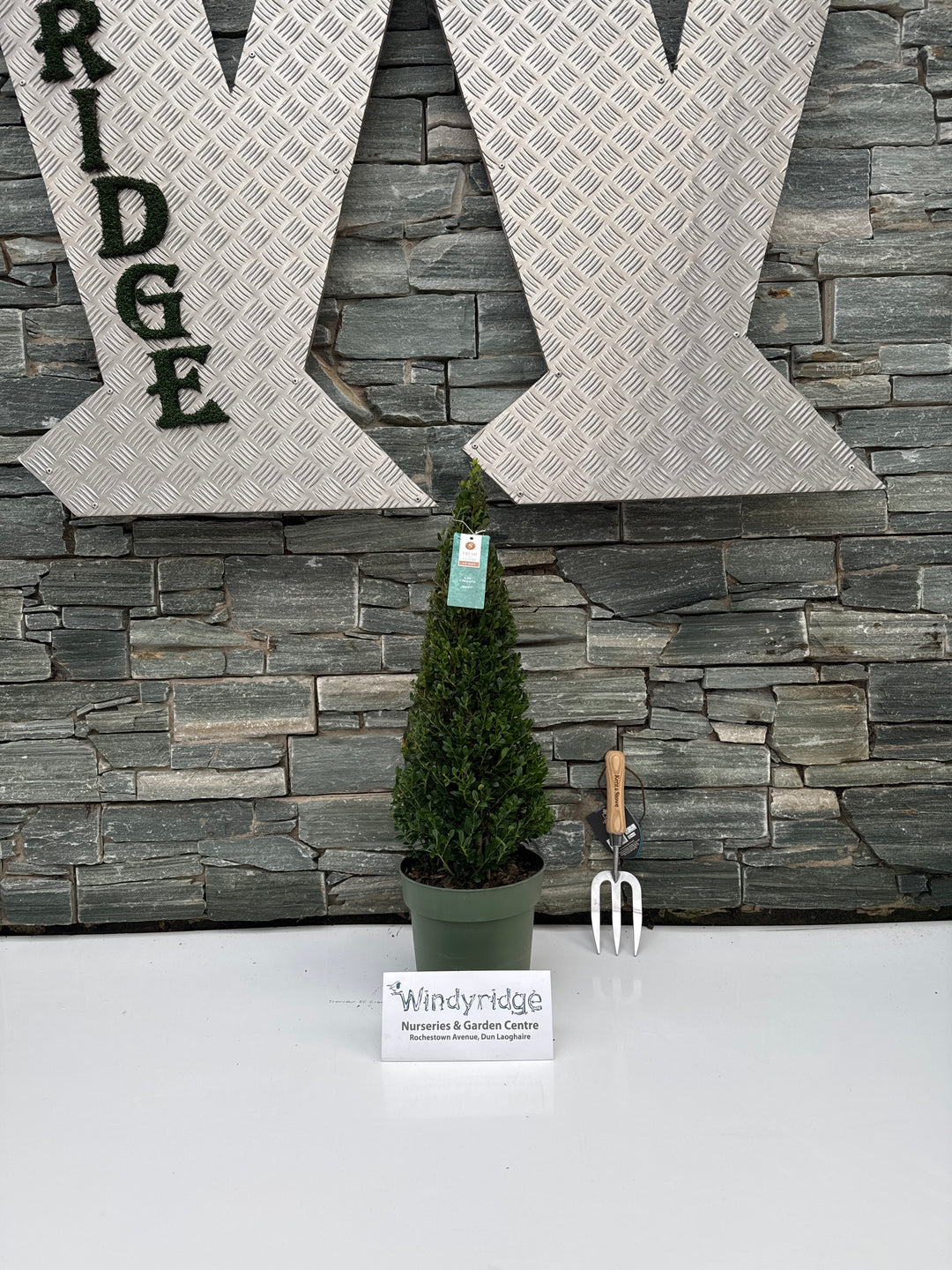 Ilex cre. Jenny P21 Pyr. 55cm