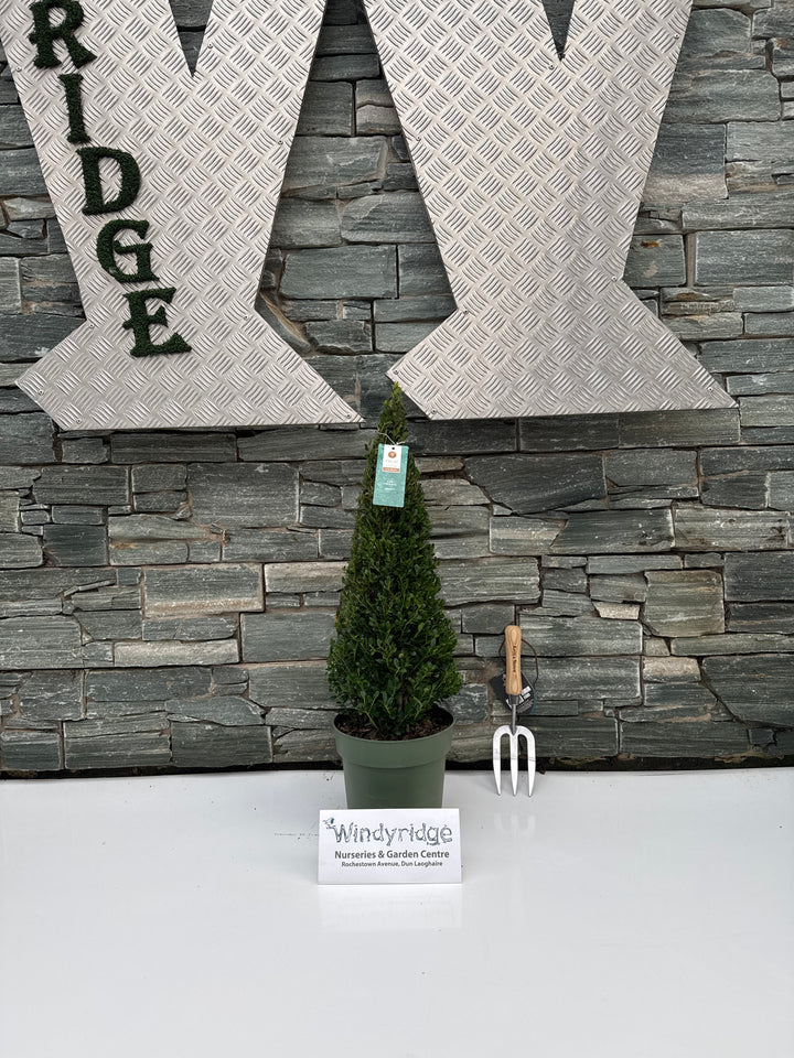 Ilex cre. Jenny P21 Pyr. 55cm