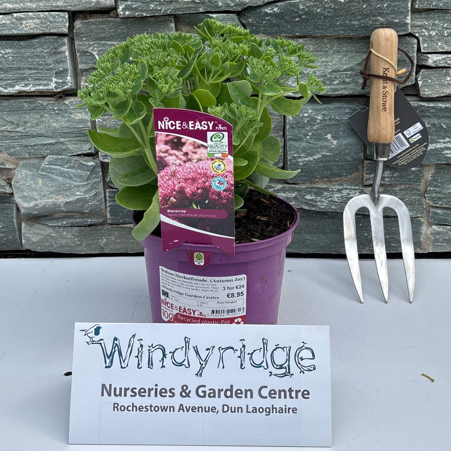 Sedum Herbstfreude. (Autumn Joy) - Herbaceous - Windyridge Garden Centre
