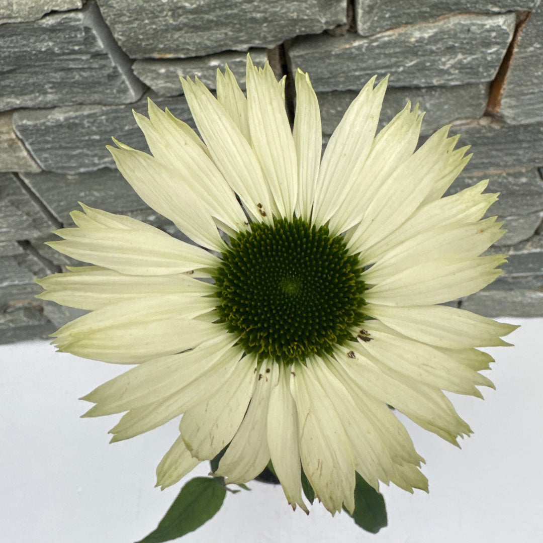 ECHINACEA purp. Virgin 2ltr Pot