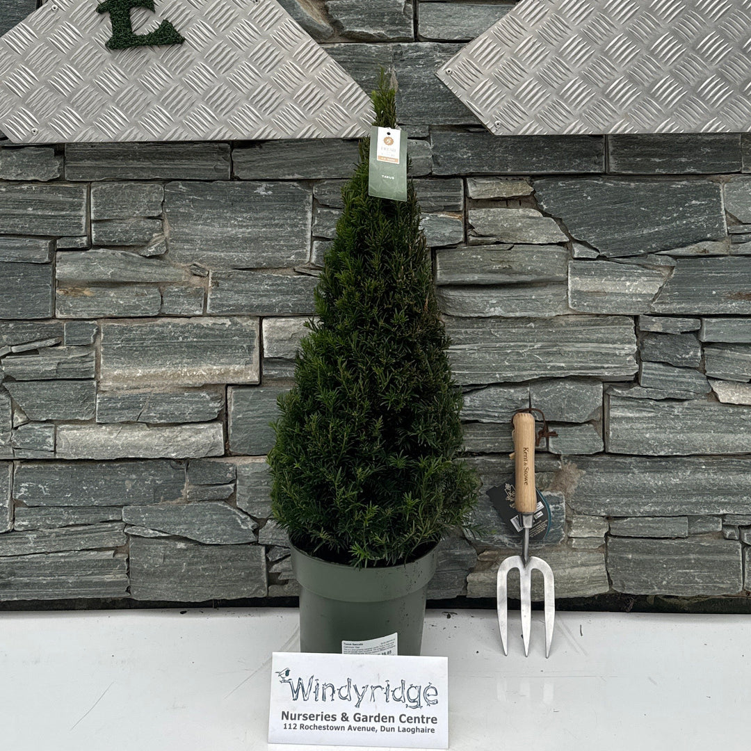 Taxus baccata 50-60 CM PYR C4