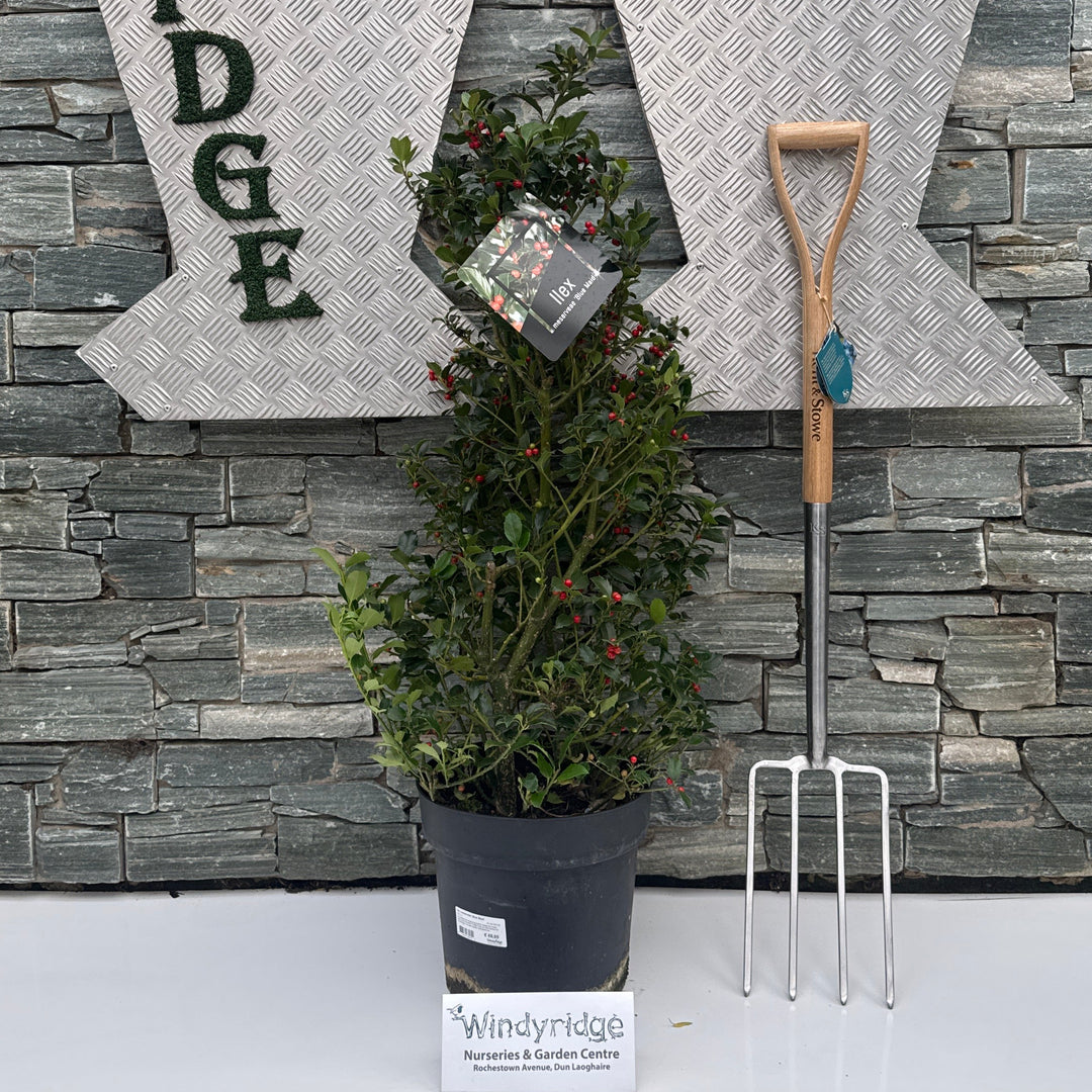 Ilex meserveae Blue Maid  80-100 CM C10