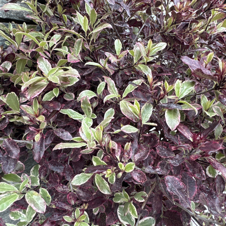 PITTOSPORUM Bannow Bay 7.5Ltr Pot