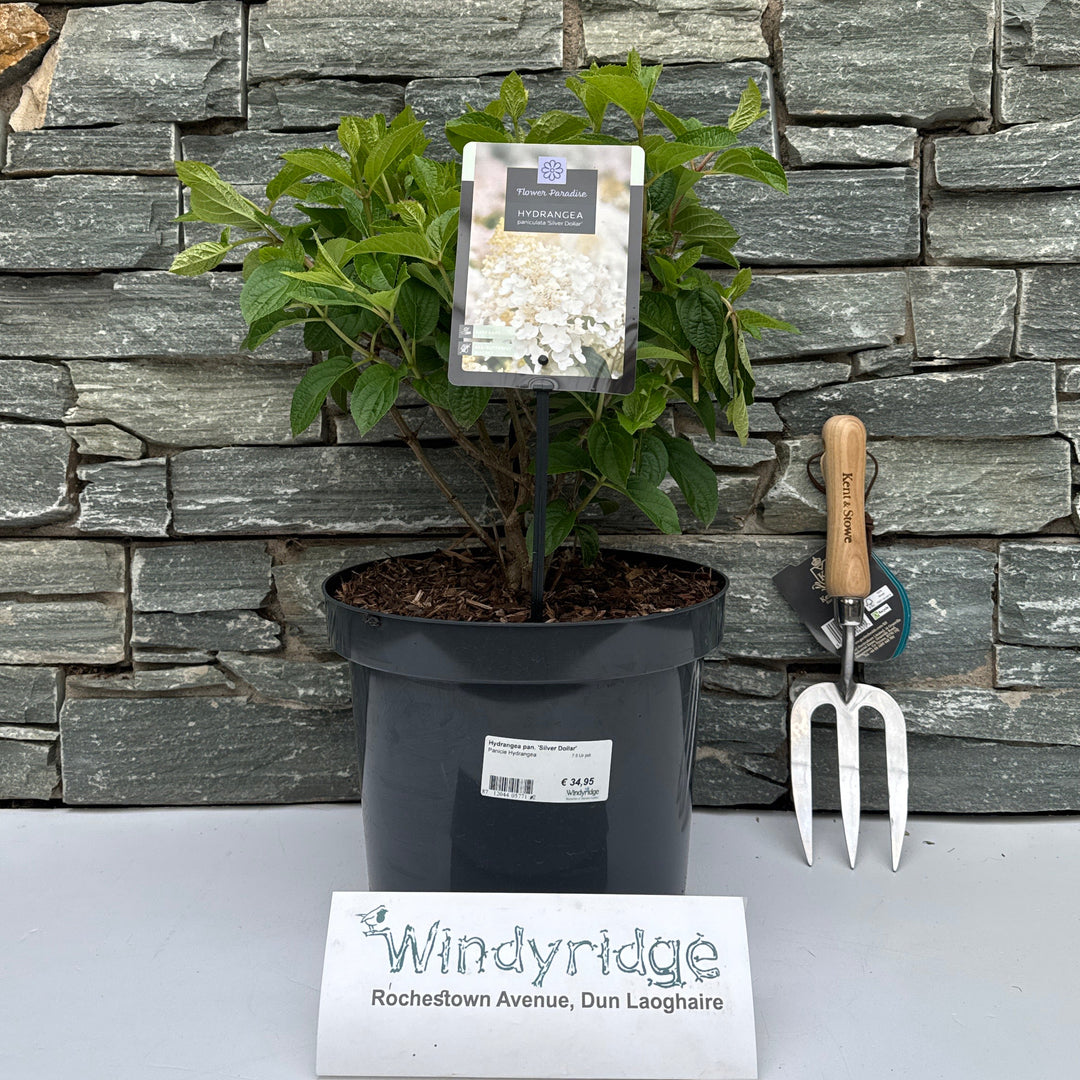 Hydrangea pan. 'Silver Dollar' 7.5 Ltr pot - Shrubs - Windyridge Garden Centre