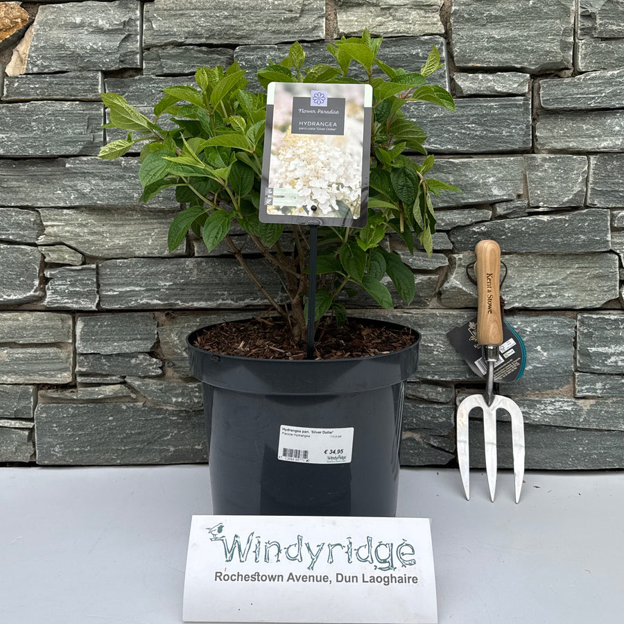 Hydrangea pan. 'Silver Dollar' 7.5 Ltr pot - Shrubs - Windyridge Garden Centre
