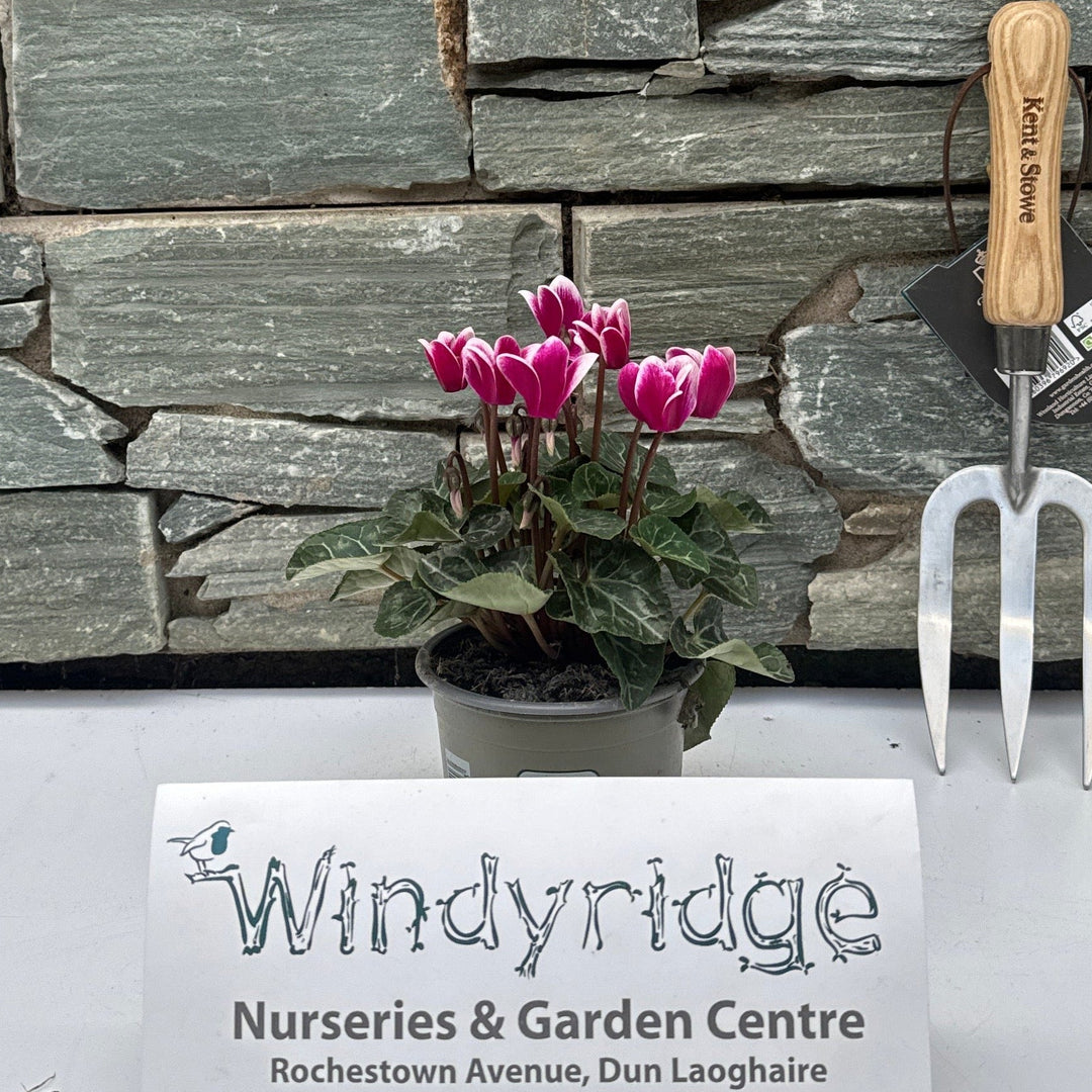 Cyclamen mini Flamed Purple & White 10.5cm