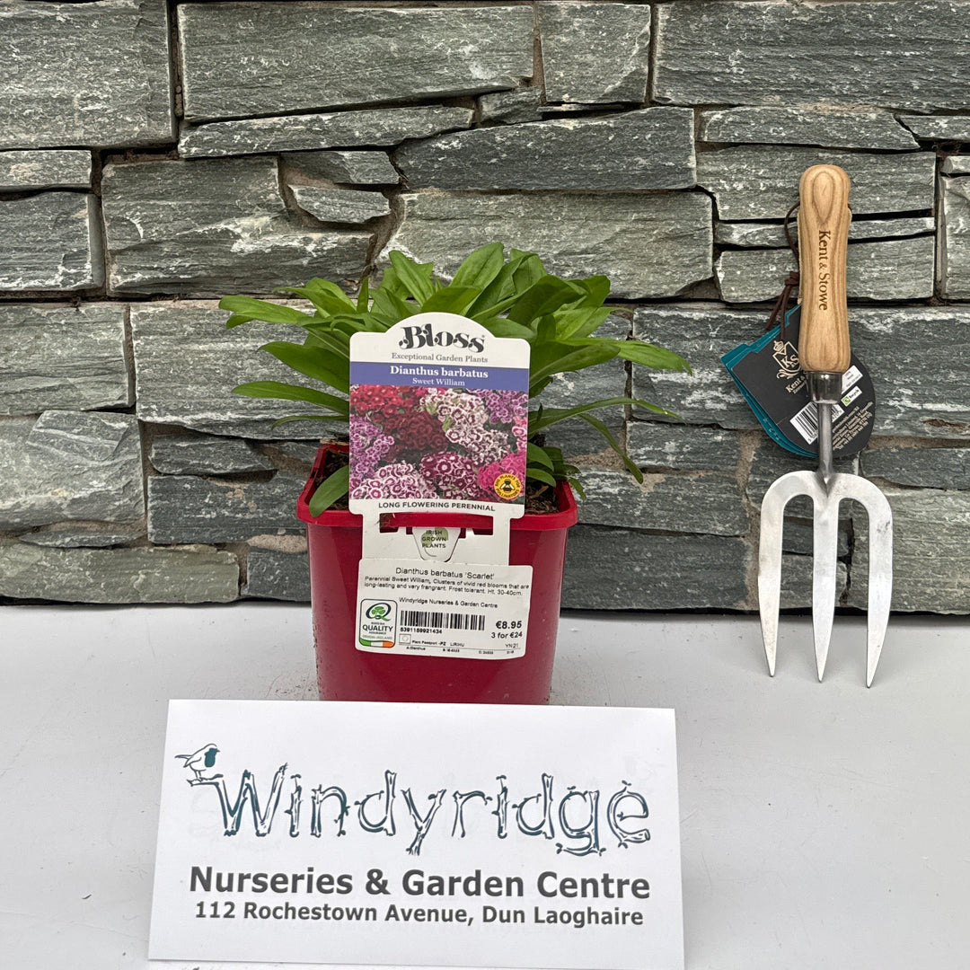 Dianthus barbatus 'Scarlet' - Herbaceous - Windyridge Garden Centre