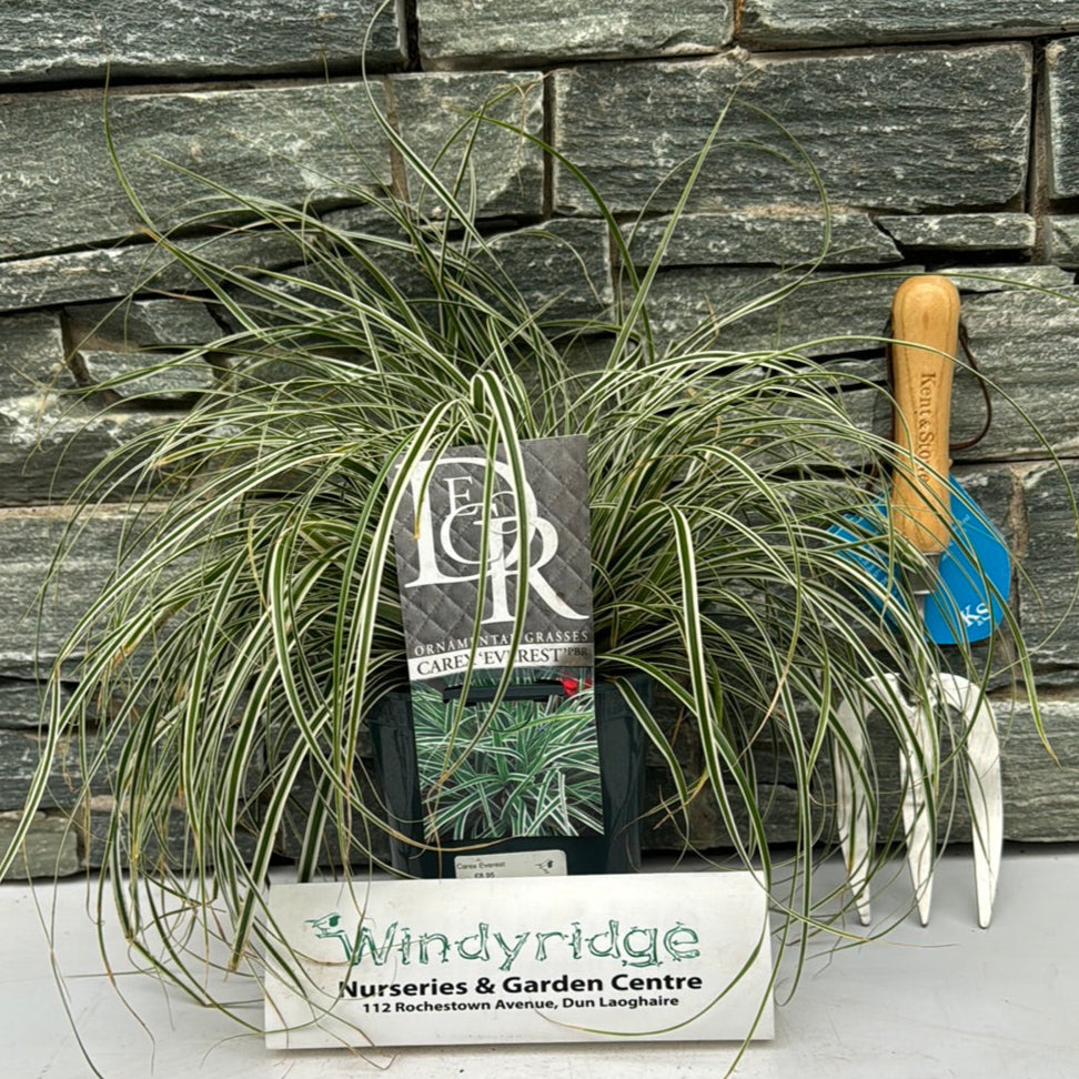 Carex Everest