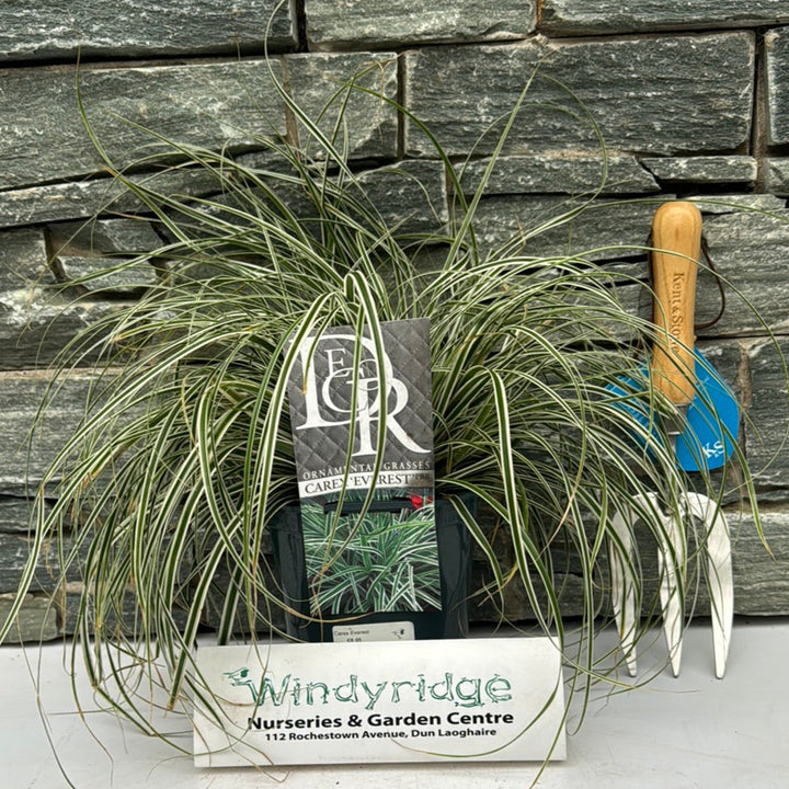 Carex Everest