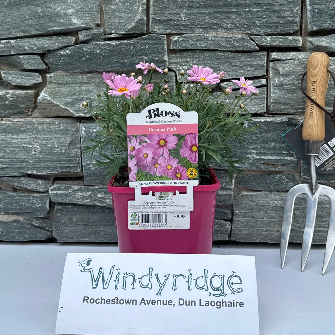 Argryanthemum Lolly