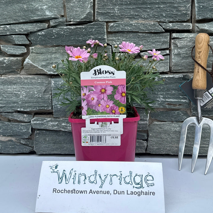 Argryanthemum Lolly