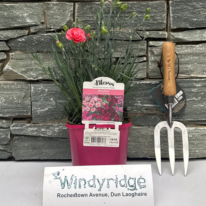Dianthus Romance
