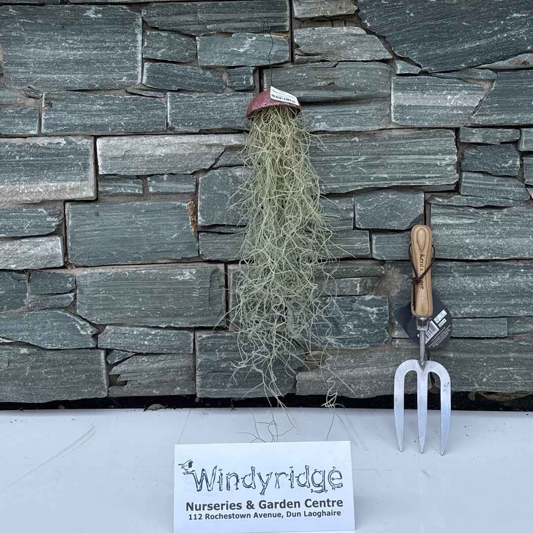 Tillandsia usneoides creations  Cylinder(plastic)