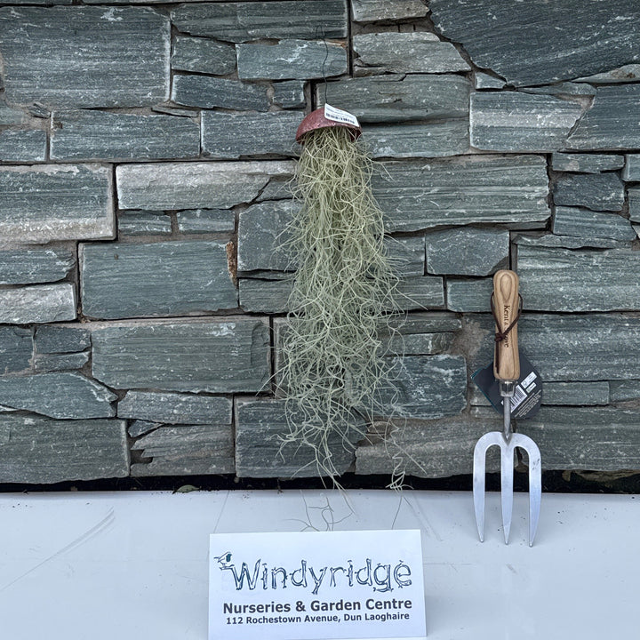 Tillandsia usneoides creations  Cylinder(plastic)