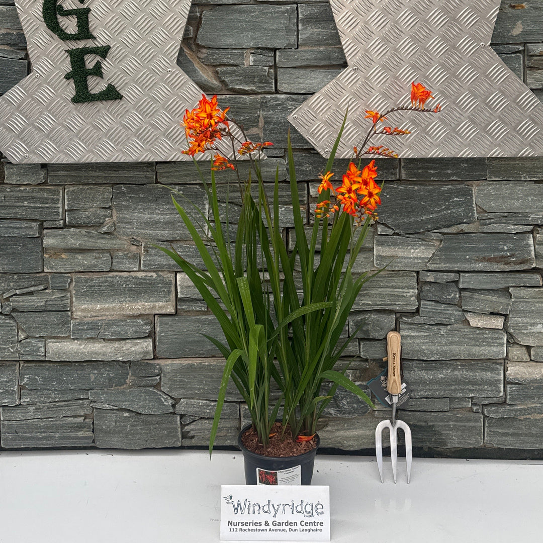 CROCOSMIA 'Firestars Firestarter'