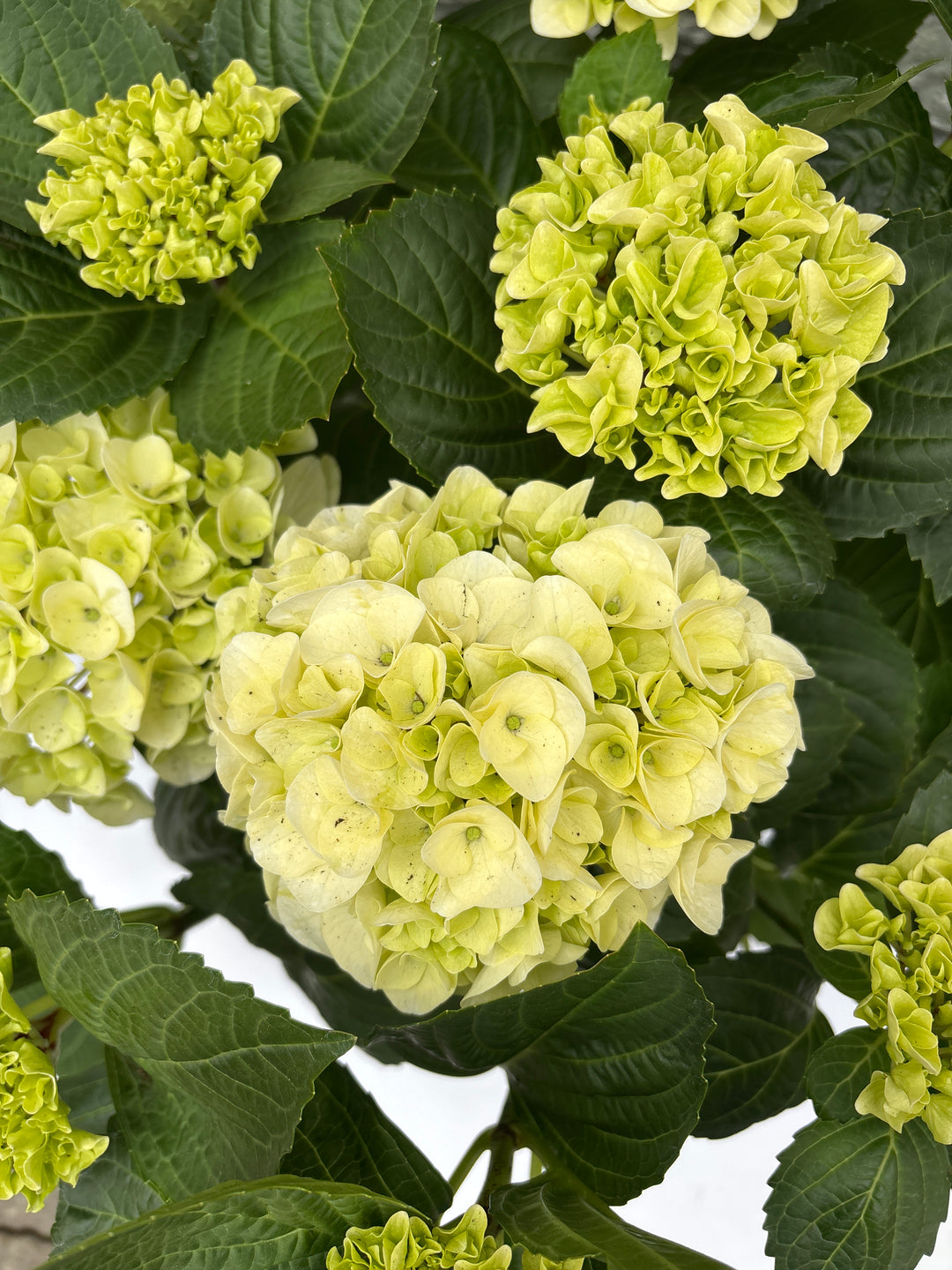 Hydrangea (Jg) Macrophylla White P23 - Shrubs - Windyridge Garden Centre
