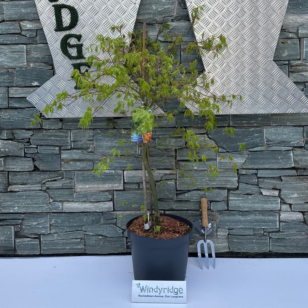 Acer pal. Dissectum