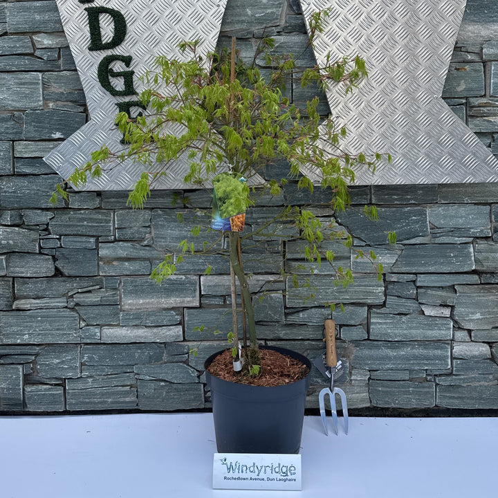 Acer pal. Dissectum