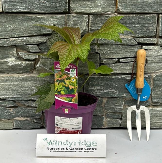 Rodgersia Braunlaub - Herbaceous - Windyridge Garden Centre