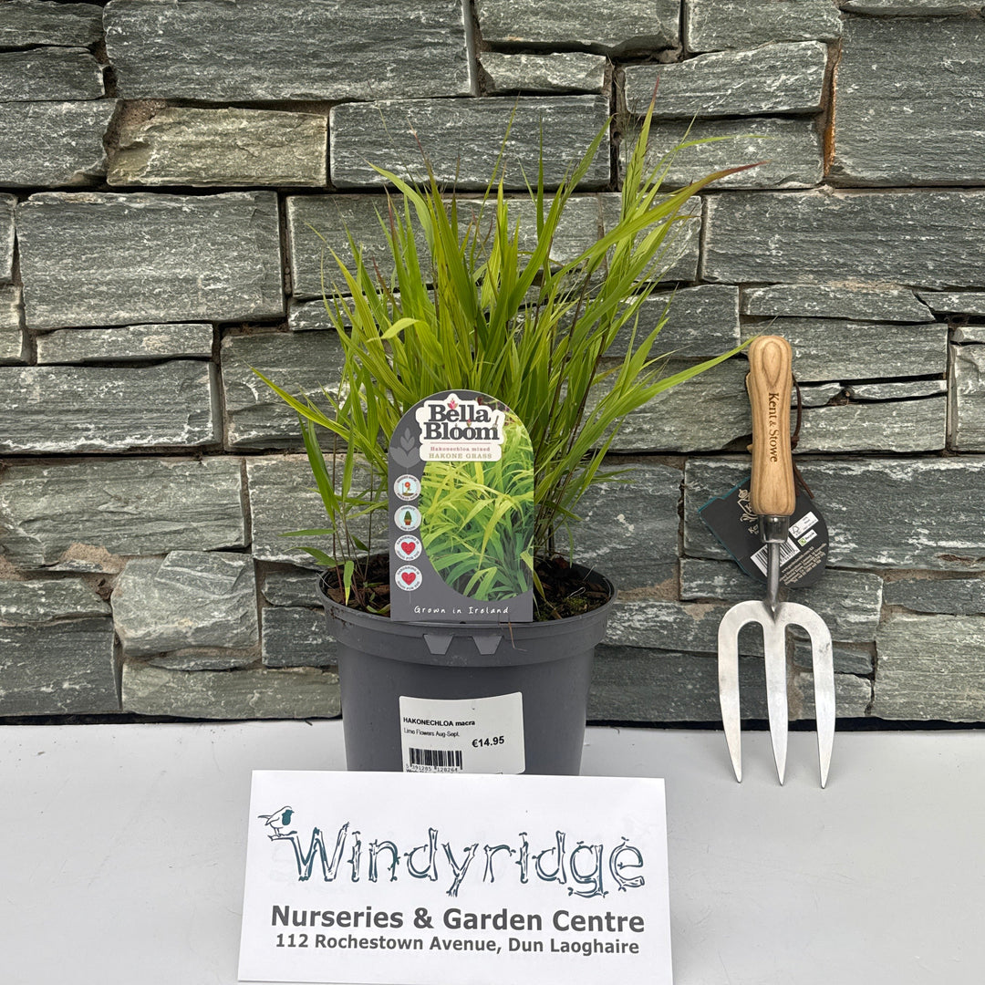 HAKONECHLOA macra 3 Litre - Herbaceous - Windyridge Garden Centre