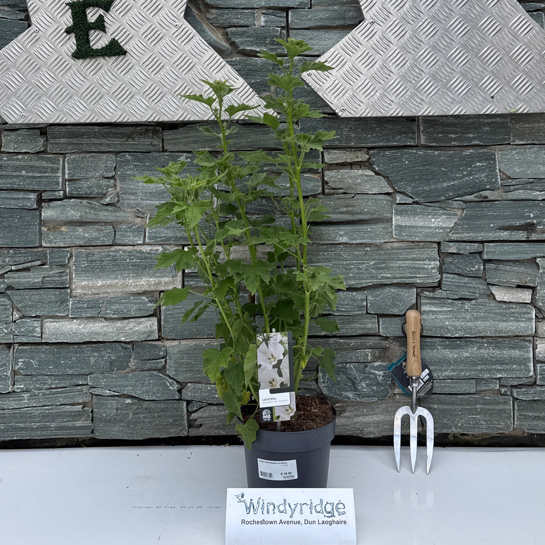 Lavatera 'Marshmallow Ice White' 3 Ltr pot