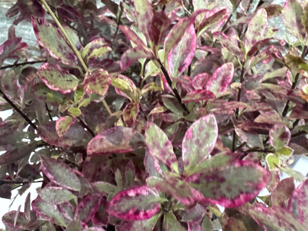 Pittosporum Tenu. Bannow Bay - Shrubs - Windyridge Garden Centre