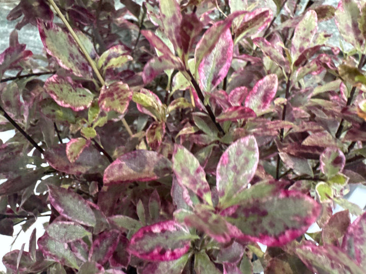 Pittosporum Tenu. Bannow Bay - Shrubs - Windyridge Garden Centre