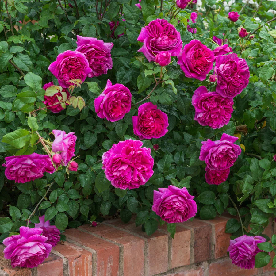 Rosa Young Lycidas