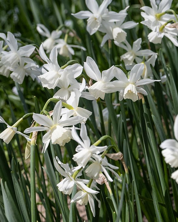 Narcissus 'Thalia' 7-pack