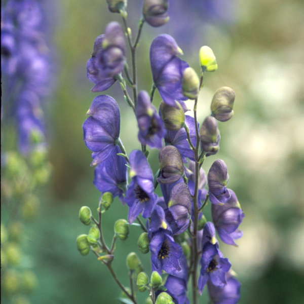 Monkshood-Aconitum-Bressingham-Spire-Flower-1
