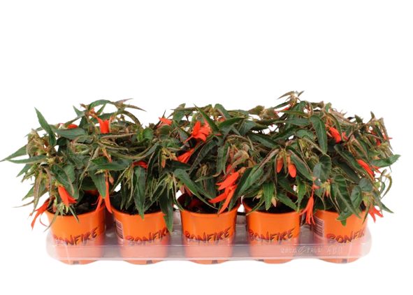 Begonia tub. Bonfire