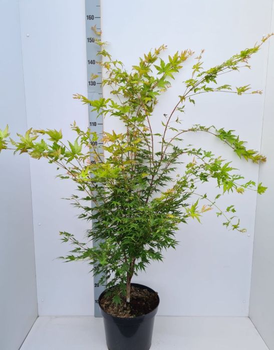 Acer palmatum Sangokaku  80-100 CM C12