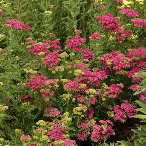 Achillea-Tutti-Saucy-Seduction-Achillea-millefolium-Flower-1