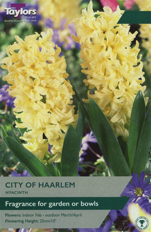 GARDEN HYACINTH CITY OF HAARLEM