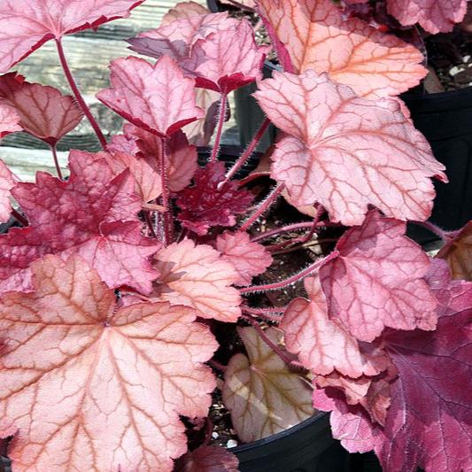 HEUCHERA Coralberry